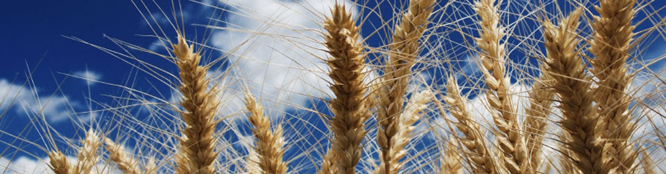 ATEX Solutions for the Food & Beverage Industry